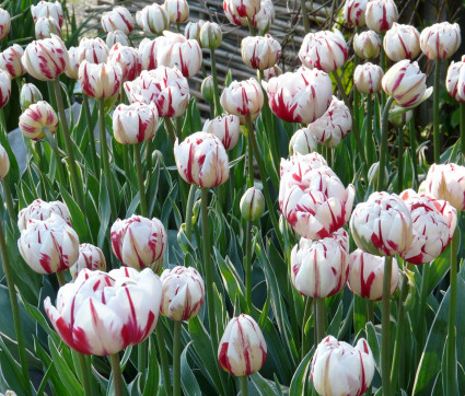 Tulipa 'Carnaval de Nice'