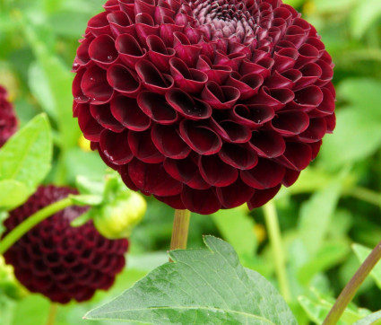 Dahlia 'Natal'