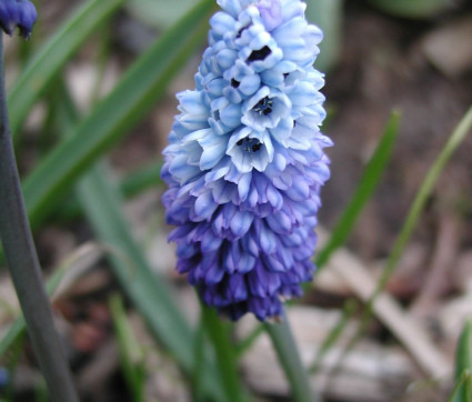 Muscari azureum