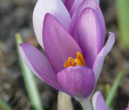 Crocus tommasinianus ‘Roseus’