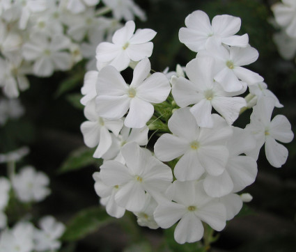 Phlox amplifolia 'David'