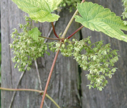 Männliche Hopfen-Blüte