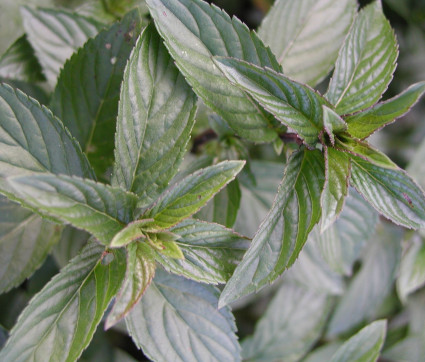 Mentha piperita var. piperita ‘Mitcham’