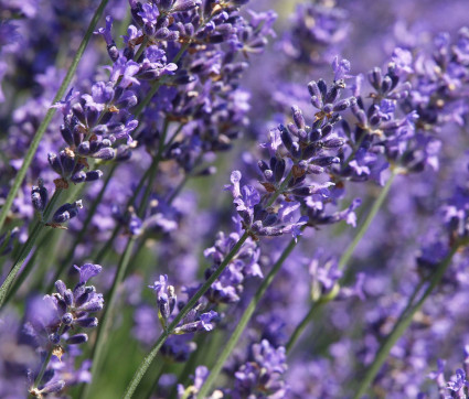 Lavandula angustifolia ‘Munstead’