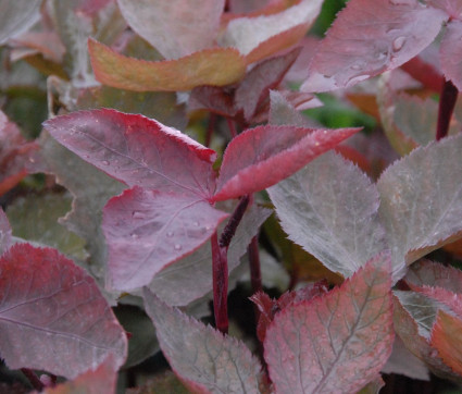 Cryptotaenia japonica ‘Purpurascens’