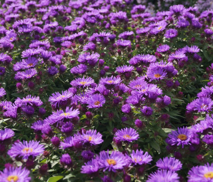 Aster novae-angliae 'Vibrant Dome'