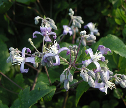 Clematis x jouiniana 'Stanislaus'