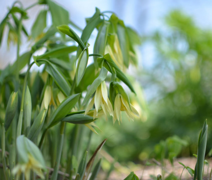 Uvularia perfoliata