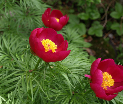 Paeonia tenuifolia