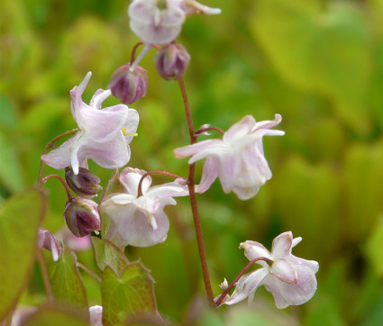 Epimedium grandiflorum 'Akebono'