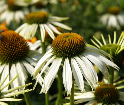 Echinacea purpurea 'Alba'