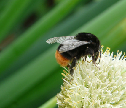 Allium fistulosum