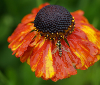 Helenium Hybride 'Sahin's Early Flowerer'