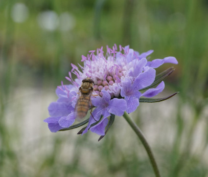 Scabiosa columbaria 