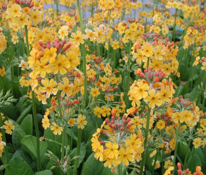 Primula bulleyana