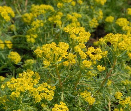 Euphorbia cyparissias 