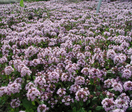 Thymus longicaulis ssp odoratus