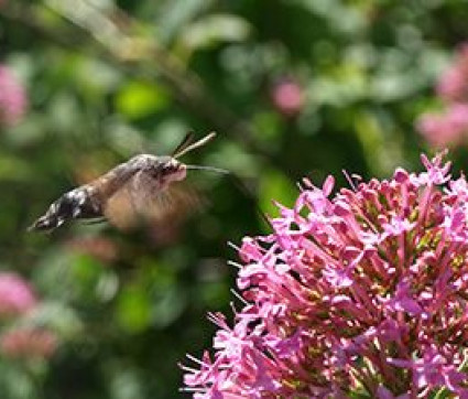 Taubenschwänzchen an Centranthus ruber