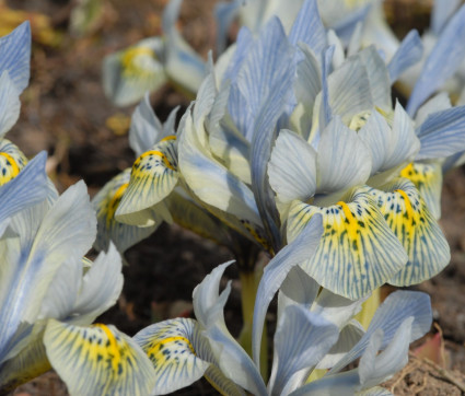 Iris Hybride ‘Katharina Hodgkin’