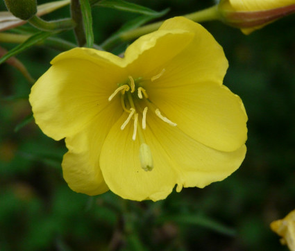 Oentothera biennis