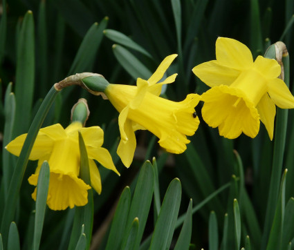 Narcissus pseudonarcissus ssp obvallaris