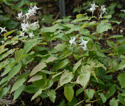 Epimedium grandiflorum ‘Elfenkönigin’