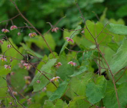 Epimedium x cantabrigiense