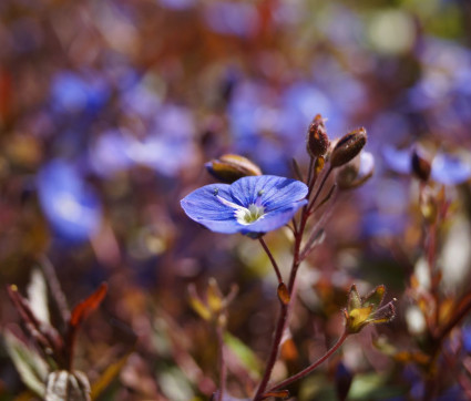 Veronica umbrosa 'Georgia Blue'