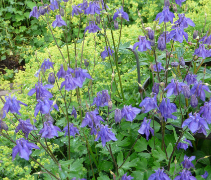 Aquilegia vulgaris 'Wildform'