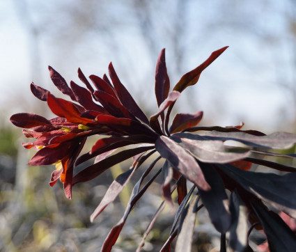 Euphorbia amygdaloides 'Purpurea'