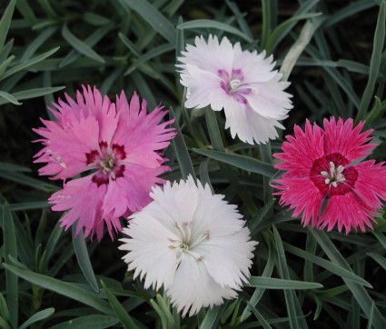 Dianthus plumarius 'Nanus Sweetness'