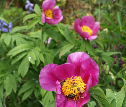 Päonia officinalis