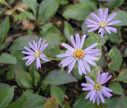 Aster x herveyi ‘Twilight’