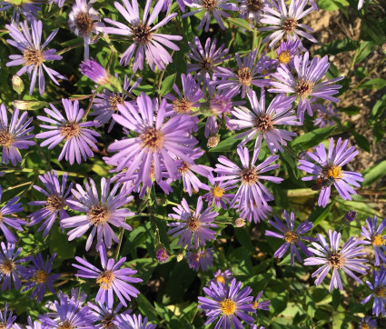 Aster x herveyi ‘Twilight’