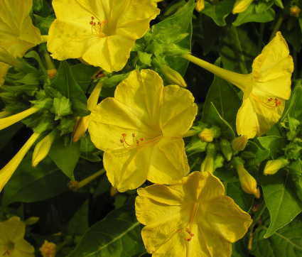 Mirabilis jalapa – Wunderblume