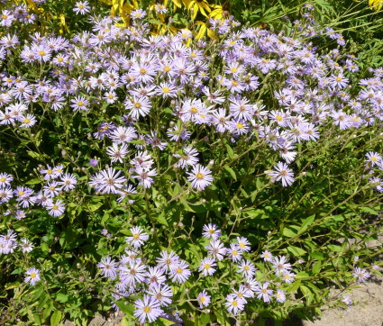 Aster x herveyi ‘Twilight’