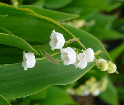 Convallaria majalis 'Hardwick Hall'