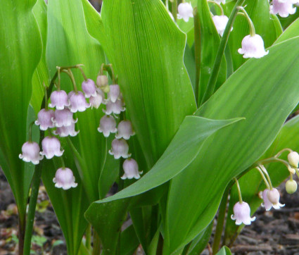 Convallaria majalis 'Rosea' 