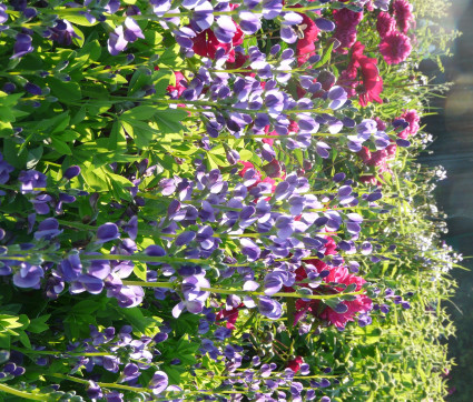 Baptisia Hybride 'Purple Smoke'