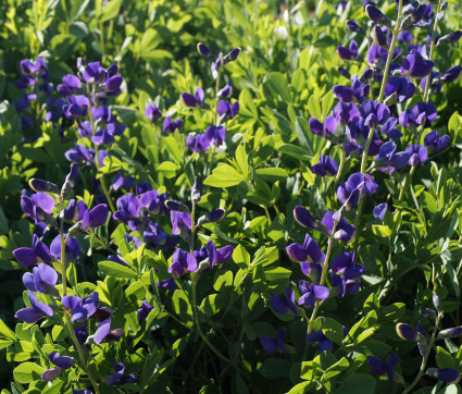 Baptisia australis