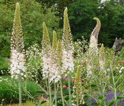 Eremurus robustus mit Crambe cordifolia