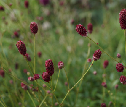 Sanguisorba officinalis 'Tanna'