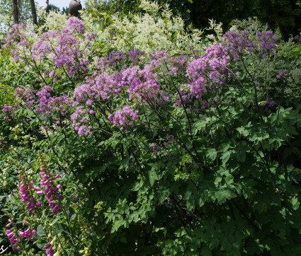 Thalictrum Hybride 'Black Stockings'