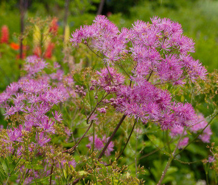 Thalictrum Hybride 'Black Stockings'