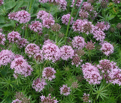 Phuopsis stylosa 'Purpurglut'