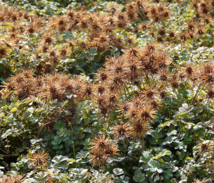 Acaena microphylla 'Kupferteppich' – Braunrotes Stachelnüsschen