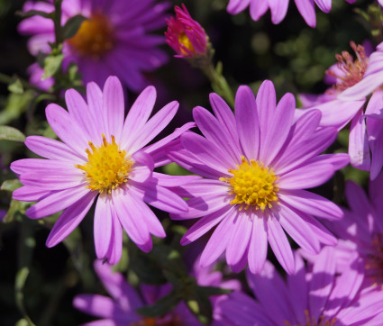 Aster dumosus 'Heinz Richard' – Kissen-Aster