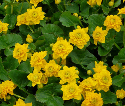 Caltha palustris ‘Multiplex’