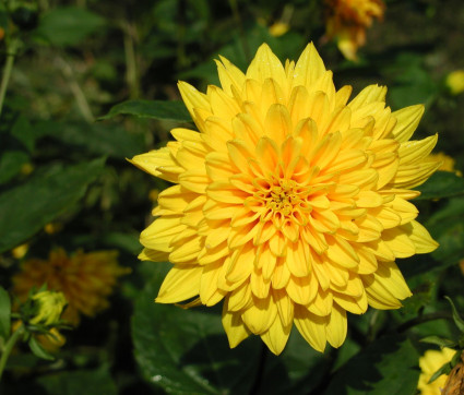 Helianthus decapetalus ‘Soleil d’Or’