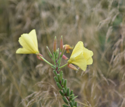 Nachtkerze